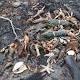 Mystery endures in Canada over fish die-off 