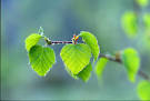 http://t2.gstatic.com/images?q=tbn:ANd9GcR1cldVeILkuXV3ZbgPlDJsbZ1BbrFYpoy7C0wbT-KjfqLWb3Ey8inLg_c