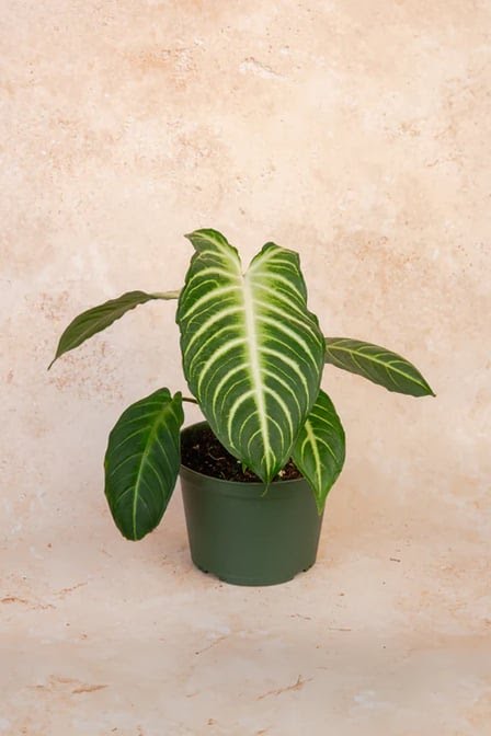 Eden Plant Co. by null