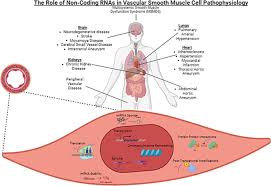 Han Chae-ah fakenude|Harnessing the potential of hydrogels for advanced therapeutic  applications: current achievements and future directions | Signal  Transduction and Targeted Therapy