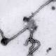 Ebola vaccine okayed in monkey trials