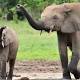 Poachers Have All But Emptied This 'Sanctuary' Of Forest Elephants 