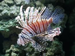 images?q=tbn:ANd9GcR5-m9Uh-uZbYBouiu9utyz8AynzDujfA_kKzNAr8NHajAr6LMt