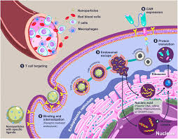 Han Chae-ah fakenude|Assessment of Laser-Ablated Silicon Wafers as Lithium-Ion Battery Anodes