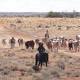 Review of Kidman tender process 'a bit odd' 