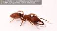 L'étonnant monde des fourmis ile ilgili video