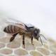 Intel chips to help pinpoint cause of bee colonies' deaths 