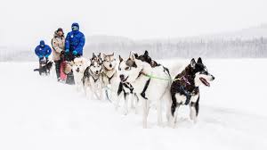 Riding on dog the pines|Pembroke Pines, FL - Progressive Choice - Mobile Pet Chiropractic