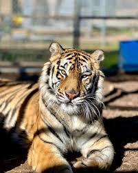 siberian mouses blowjob|Pilfering personalities: Effects of small mammal personality on cache  pilferage - Humphreys - Journal of Animal Ecology - Wiley Online Library