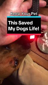 dog fucks helper motherless|Dog Fleshligh | TikTok