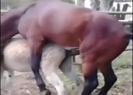 This man loves to see his wife fucking with horse jpg x Wife fucking horse