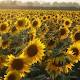 Watch a sunflower dance in the sun: Now scientists know how it's done 