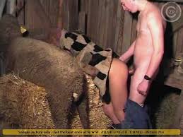 Man fuck sheep videos jpg x Man fucks sheep
