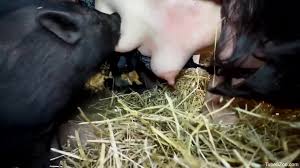 Wild boar fucks a girl sex with pigs ⋆ jpg x Pig fucks woman