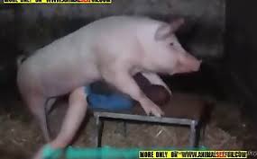 Pig sex jpg x Pig sex