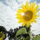 How do sunflowers follow the sun's path? Study reveals circadian clock. 