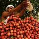 Indian children died after 'eating lychees on empty stomach' 