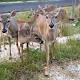 Can the rare, tiny Key deer survive a flesh-eating worm? 