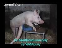 Male enjoys pig fucking him in asshole katitube kinky sex jpg x Pig fucking