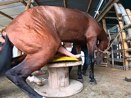 Porn comic farm lessons a horse is a horse chapter jabcomix jpg x Sex with horse