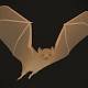 VIDEO: Get To Know The Bloodthirsty (But Cuddly) Vampire Bat 