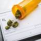 Could This Study Could Be Disastrous for Marijuana Stocks? 