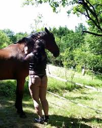 Animal sex beastiality porn jpg x Woman and horse