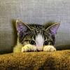 Bengaluru man attacks flatmate's pet cat after it defecates in room ...