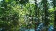 Ekvatoral Bölge: Dünyanın Yağmur Ormanları ile ilgili video