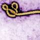 British citizen living in Sierra Leone tests positive for Ebola