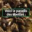 L'incroyable voyage des abeilles ile ilgili video