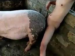 Naughty man fucking female pig no frills zoo porn jpg x Man fucks pig