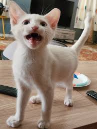 Maxwells-angels|A's catcher Bruce Maxwell becomes first major leaguer to kneel during  national anthem - Los Angeles Times