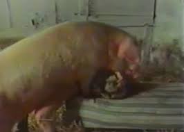 Huge boobs red head chick gets cum after hot fuck outdoors man in the pig mask jpg x Pig fucking