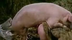 Pig fucking me harder luxuretv jpg x Pig fucking