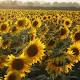 The mystery of why sunflowers turn to follow the sun — solved 
