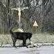 Chernobyl zone turns into testbed for Nature's rebound 