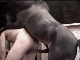 That horse fucked naughty wife jpg x Wife fucking horse