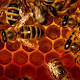 Science Report Warns of Fewer Bees - Sci