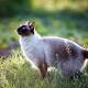 Cats use simple physics to zero in on hiding prey 