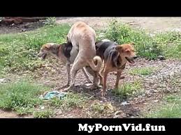 Man fucking female dog hard extreme porn video luxuretv jpg x Fucks female dog