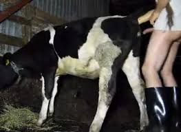 Search calf worship jpg x Fucks calf