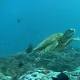 Ocean oxygen levels drop 2% in 50 years, Nature study finds 
