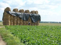 family pissing|Family Guy Stewie Piss T Shirt