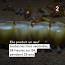 Le fascinant monde des termites ile ilgili video