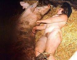 Pig sex jpg x Pig sex