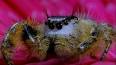 L'extraordinaire histoire de l'araignée sauteuse ile ilgili video
