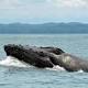 When ships pass, whales eat less: study 