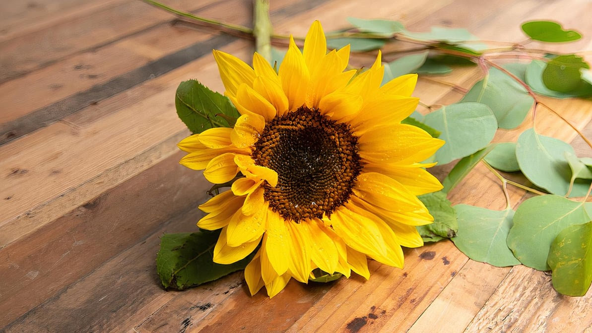 Flower Outlet & Gifts by null