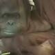 Argentine court weighs whether an orangutan can be moved to a sanctuary 